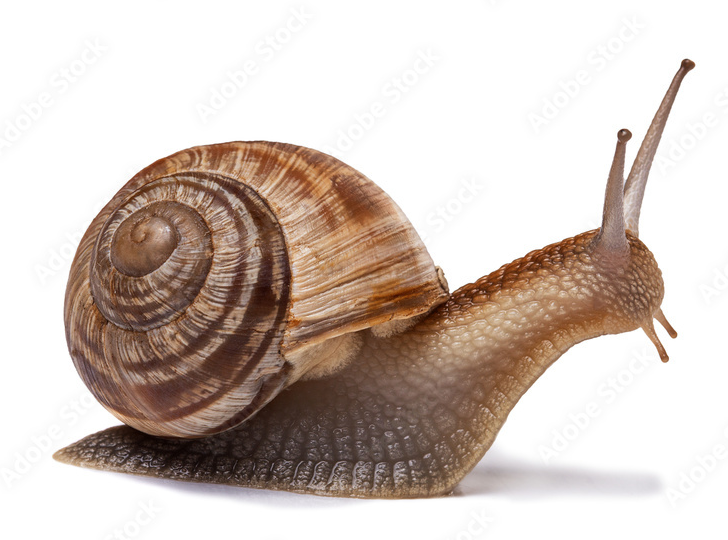 Caracol